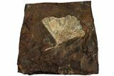 Fossil Ginkgo Leaf From North Dakota - Paleocene #215492-1